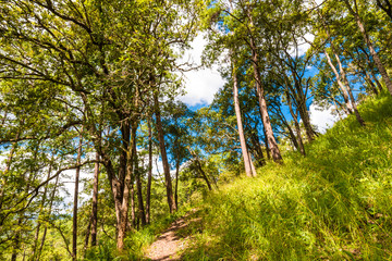 Pathway on sub alpine mountain with green grass
