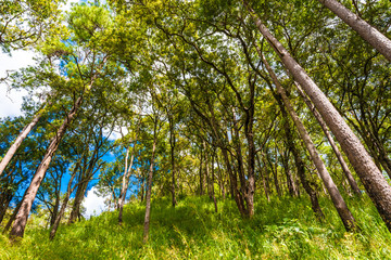 Fototapeta premium Green scene view of sub alpine mountain in raining season