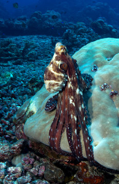 Octopus on the coral reef.