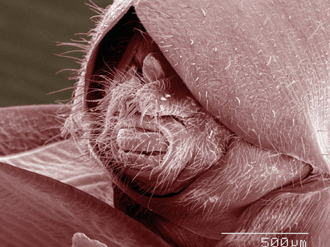 Coloured SEM of boxelder (Boisea trivittata) bug genitalia