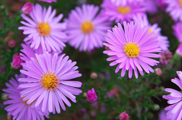 Fototapeta premium Macro of violet flower.