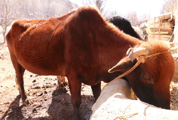 Brown cows eating straws