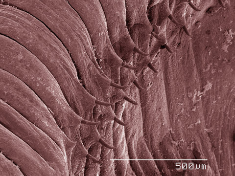 Coloured SEM of earthworm
