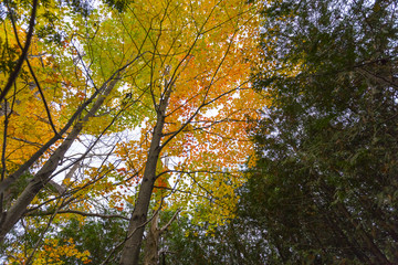 abstract view of colorful fall foliage