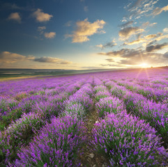 Fototapeta na wymiar Meadow of lavender.