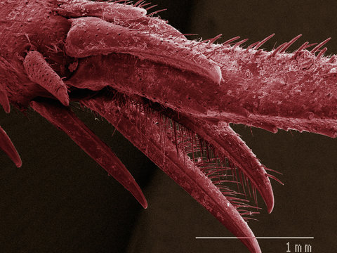 Coloured SEM of house cricket (Acheta domesticus) tarsus