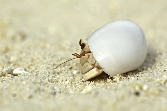 Hermit crab in a shell, Maldives