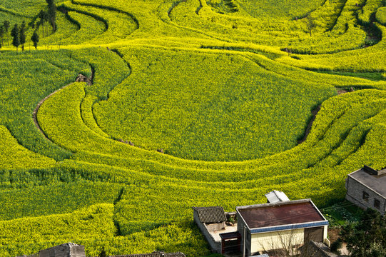 View of farmhouse and yellow field terraces with blooming oil seed rape plants, Luoping,Yunnan, China