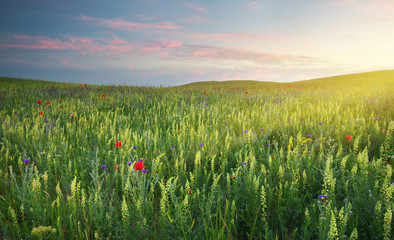 Spring flowers  in meadow.