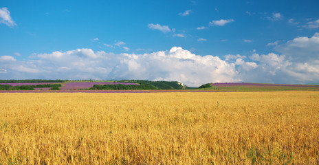 Meadow of wheat in mountain. Nature composition.