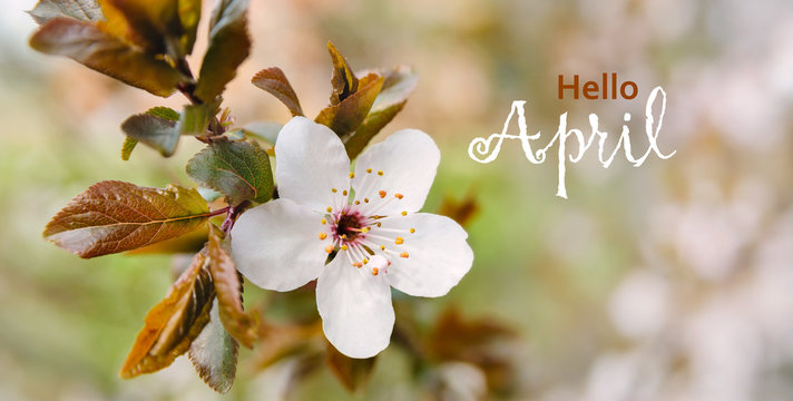 Hello April wallpaper. spring blooming tree background, white spring flowers  