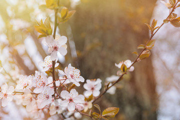 Fototapeta premium Spring flowers wallpaper with blooming tree in sunshine 