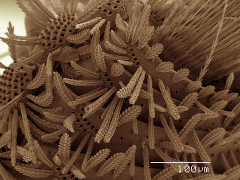 Coloured SEM of millipede