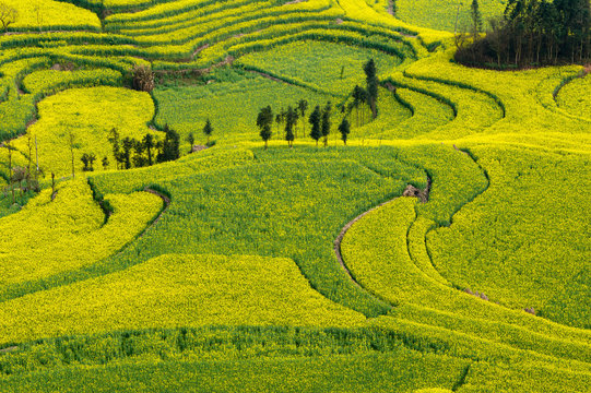 View of field terraces with blooming oil seed rape plants, Luoping,Yunnan, China