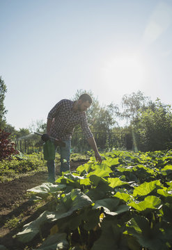 Gardener holding hoe and watering can tending to courgette patch