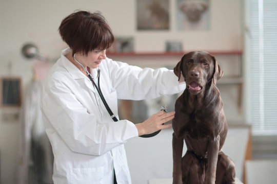 Female veterinarian examining dog in clinic - Powered by Adobe