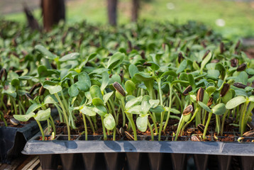 Organic green young sunflower sprouts