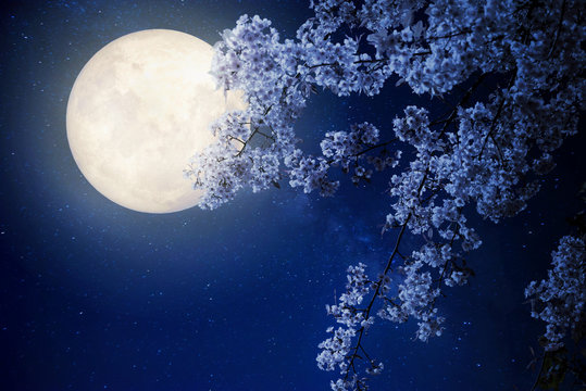 Fototapeta Beautiful cherry blossom (sakura flowers) with Milky Way star in night skies, full moon - Retro style artwork with vintage color tone(Elements of this moon image furnished by NASA)