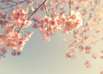 Fototapety  Vintage kwiat wiśni - kwiat sakura. tło natury