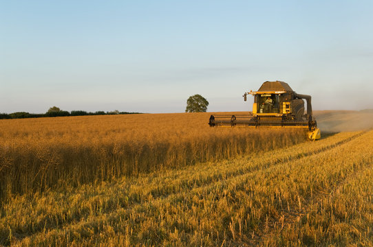 Crop field of oil seed rape cut by combine harvester