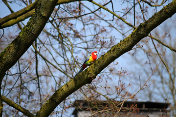 Prachtrosella, Rosellasittich in freier Natur