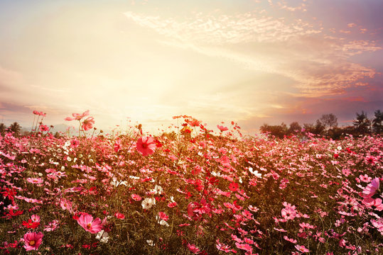 Landscape nature background of beautiful pink and red cosmos flower field with sunshine. vintage color tone