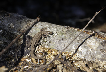 lizard sunbathing on a tree