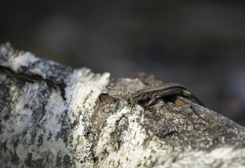 lizard sunbathing on a tree