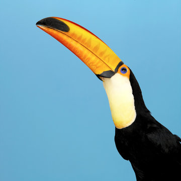Toco Toucan