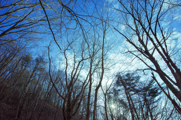枯れ木の間から見上げた青空
