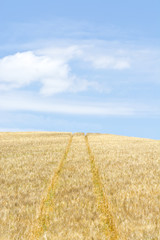 Fototapeta premium Wheat Fields