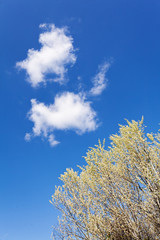 Obraz premium Clear blue sky