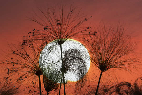 Close up of papyrus at dusk, Okavango Delta, Chobe National Park, Botswana, Africa