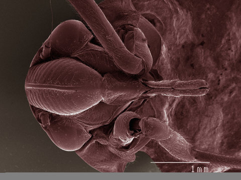 Coloured SEM of spittlebug (Cercopidae) head
