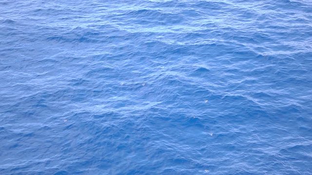 Slow motion of flying fish over Atlantic ocean