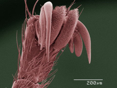 Coloured SEM of louse fly (Hippoboscidae) tarsus