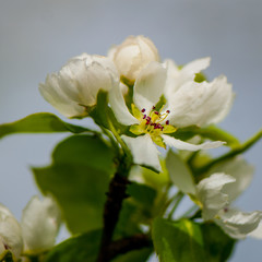pear flowers