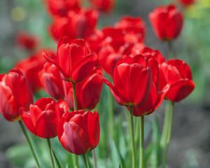 Fototapeta premium tulips flower