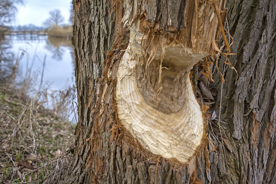 Work of a beaver in forest