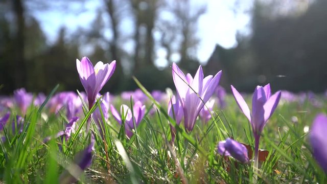 Fr&uuml;hlingswiese und Vogelzwitschern