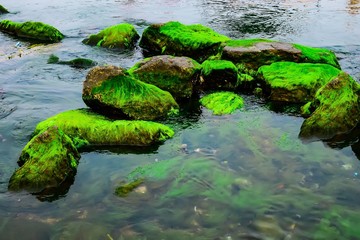Natural green moss at beach rock with blue sea at Ly Son island, vietnam