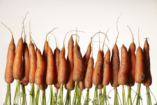 A row of upside down fresh carrots with roots