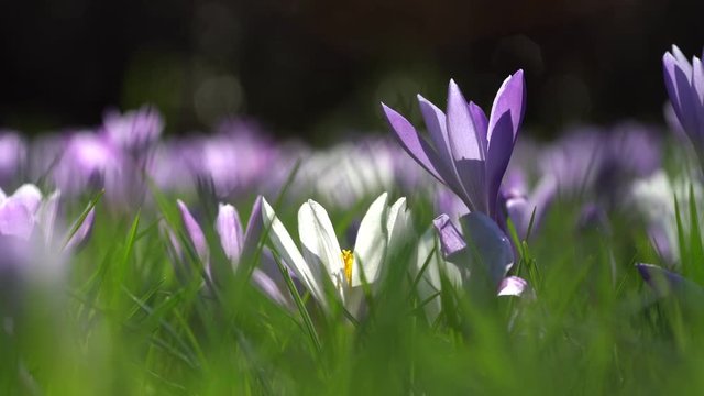 Krokuswiese im Fr&uuml;hling