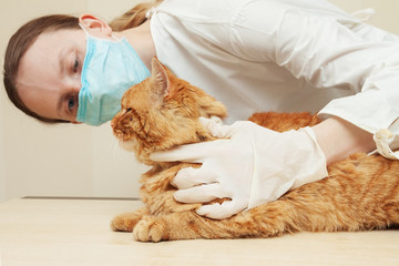 Obrazy na Szkle  Lekarz weterynarii badający zęby rudego kota podczas badania kontrolnego