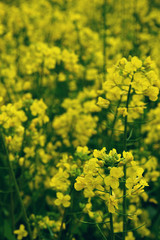 Obraz premium レトロ調 菜の花