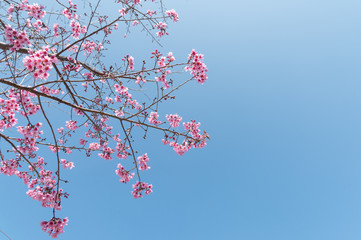 Beautiful cherry blossom and blue sky