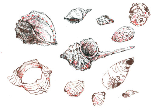 illustrations of various seashells, pattern