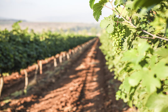 New growth in vineyard, Galilee, Israel