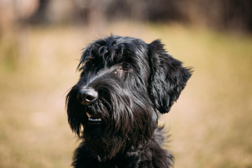 Portrait of black Giant Schnauzer or Riesenschnauzer dog