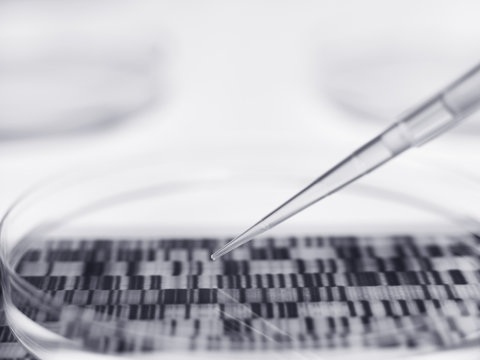 Pipette and petri dish with autoradiogram